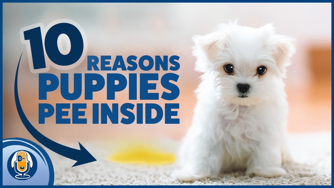 Potty Training Fails: What Your Puppy Is Trying To Tell You #312 #podcast