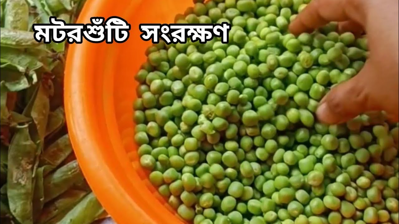 মটরশুঁটি কিভাবে সংরক্ষণ করি আমি খুব সহজে✅ / useful tips / peas store tips