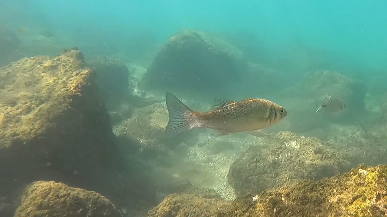 Snorkel Barcelona - Bogatell Beach