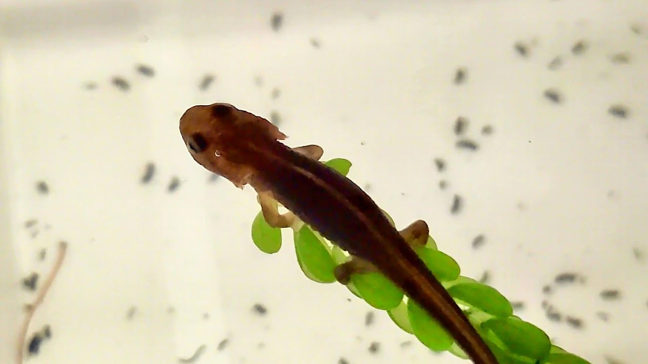 Newt Development: Preparing for Metamorphosis