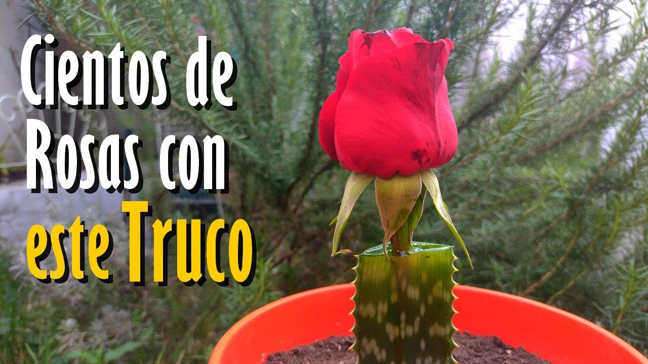 Cientos de ROSAS con este TRUCO infalible