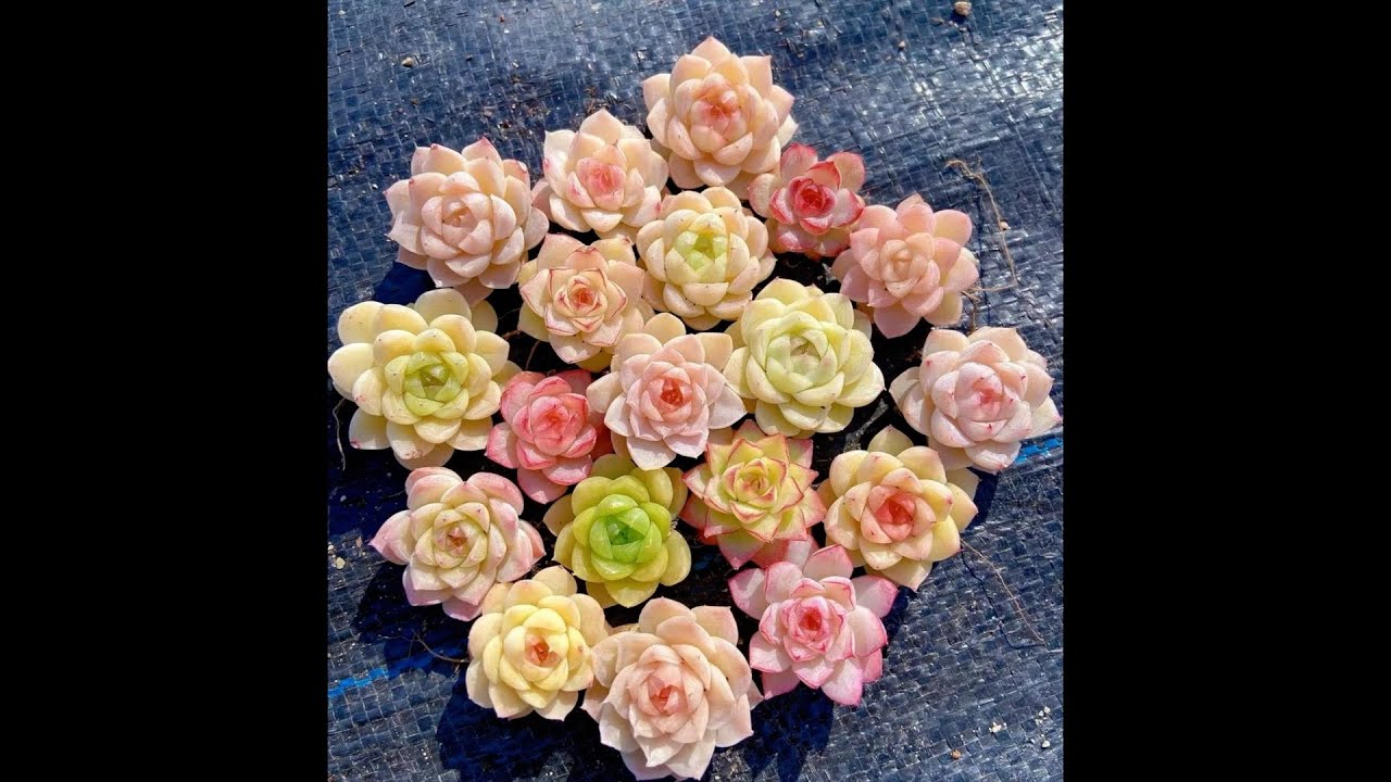 Starting Echeveria Succulents from seed