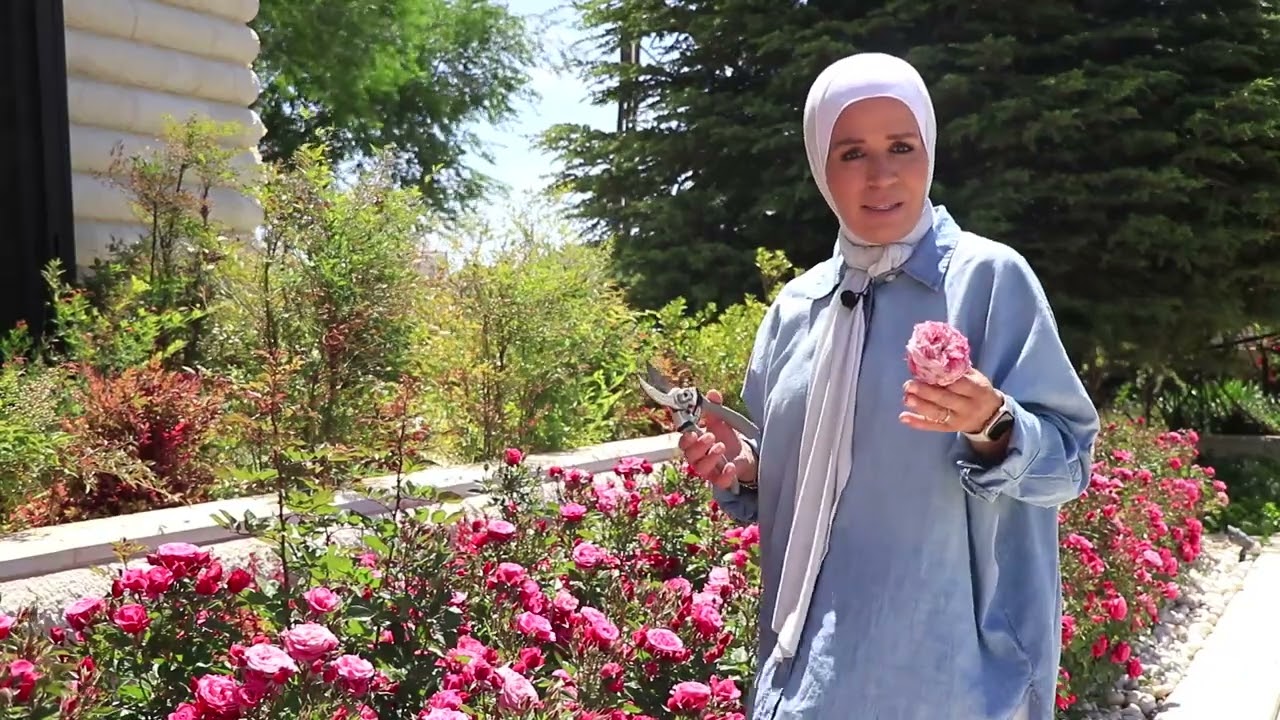 كيف ينجح الورد الجوري ؟؟