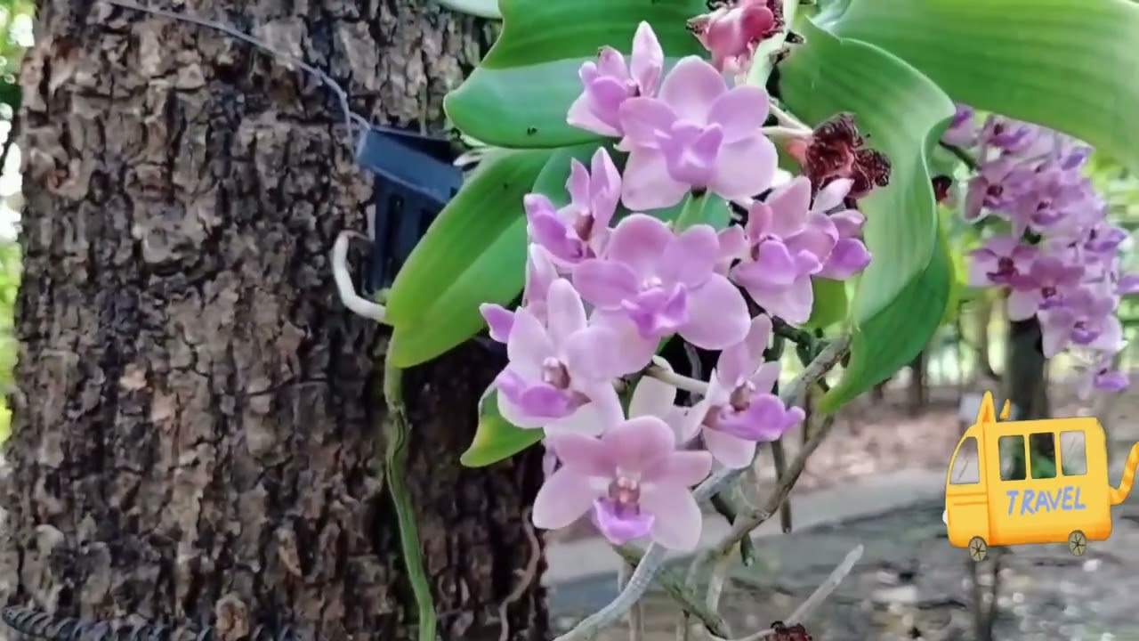 กล้วยไม้ไทยดังไกลไปทั่วโลก#orchid #orchids #flowers #beautiful #สวยมาก