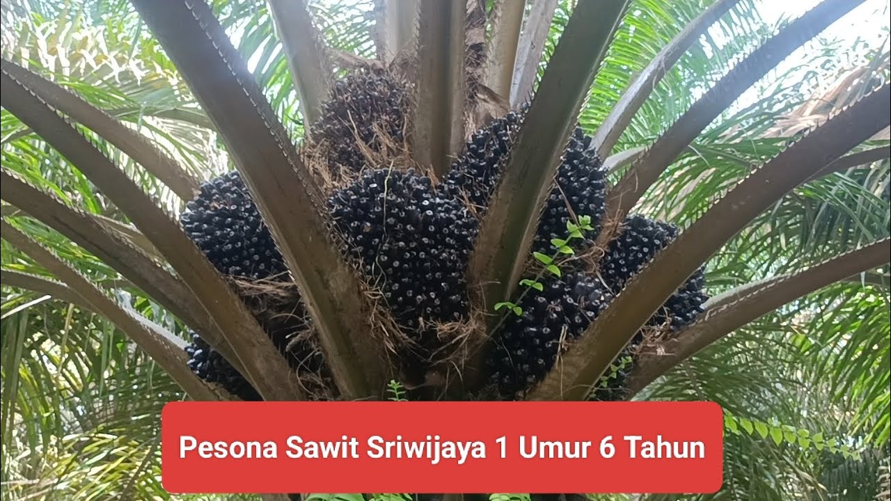 Pesona Sawit Sriwijaya 1 Umur 6 Tahun
