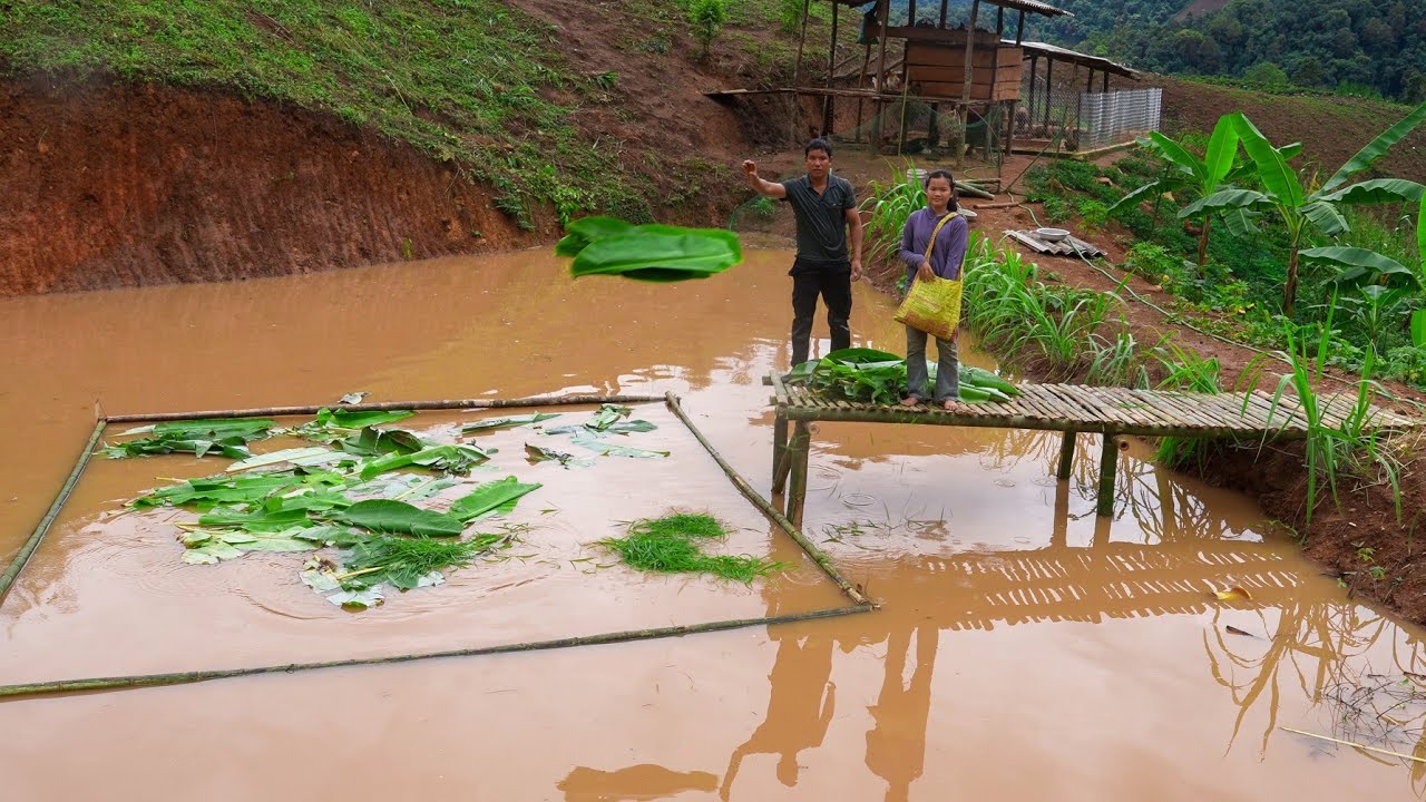 Clearing weeds, building a bamboo bridge out to the fish pond, and setting up a fish-feeding spot.