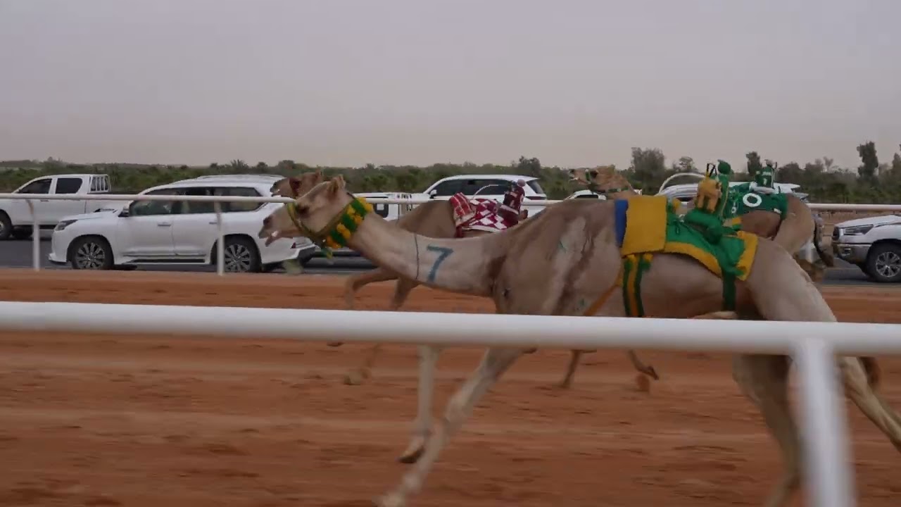 الشوط الثامن قعدان حقايق(ثاير) للمالك/عبدالله علي الجابر المري