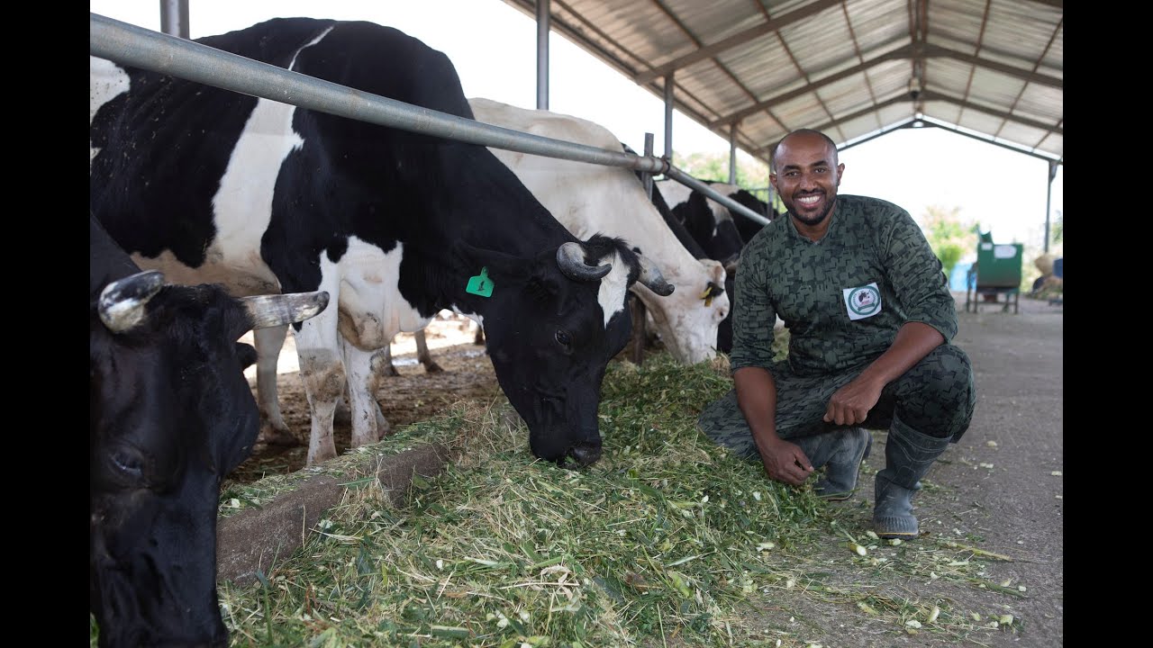 Dairy animals.