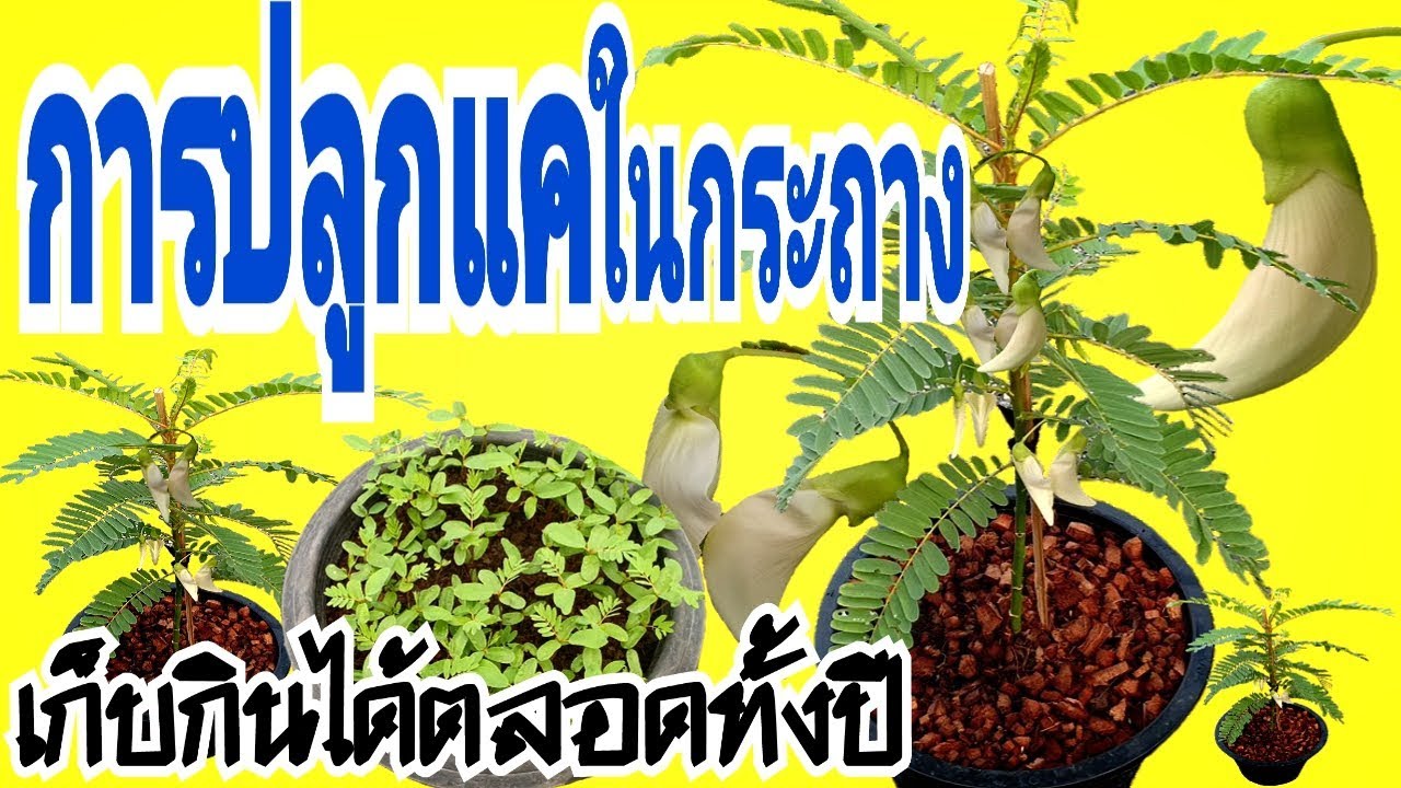 วิธีการเพาะ-ปลูกแคต้นเตี้ยในกระถาง เก็บกินได้ตลอดทั้งปี Agasta