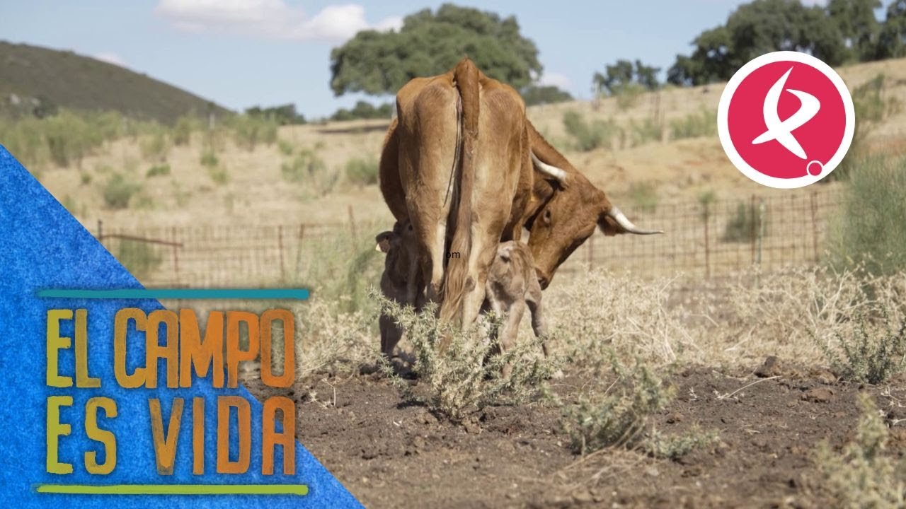 Los primero mellizos en la ganadería de María | El campo es vida
