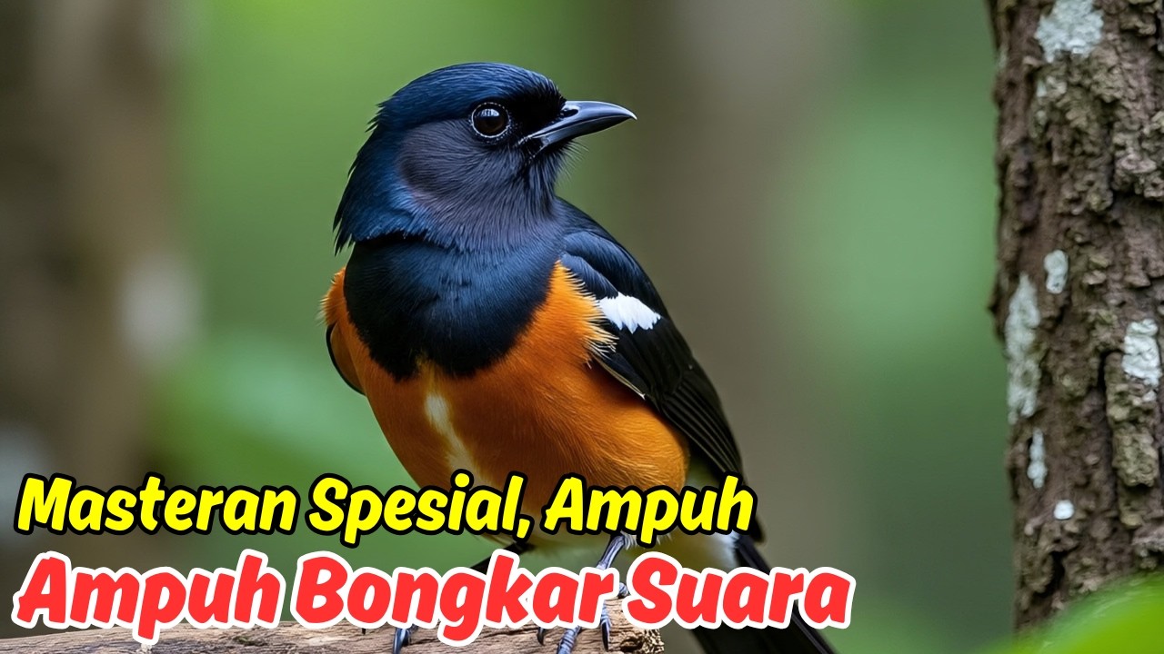 Masteran Murai Batu Full Durasi Panjang Buat Pemasteran Harian