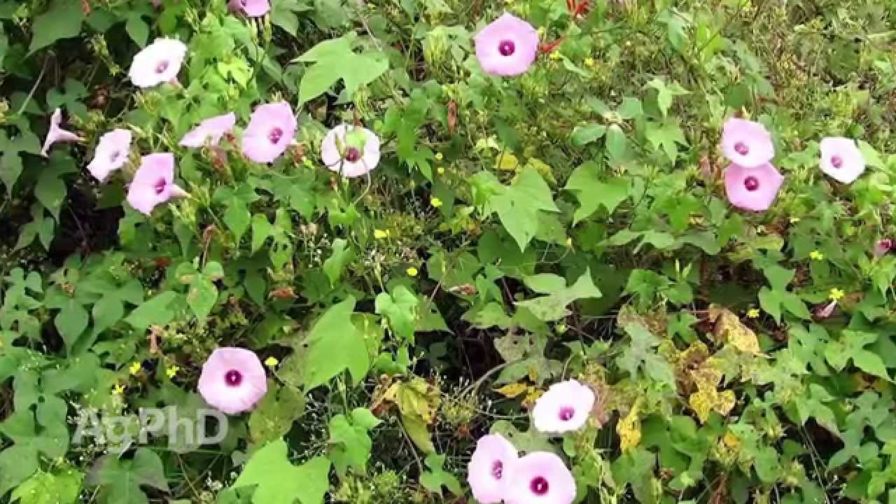 Weed of the Week #904 - Ivyleaf Morningglory (Air Date 8/2/15)