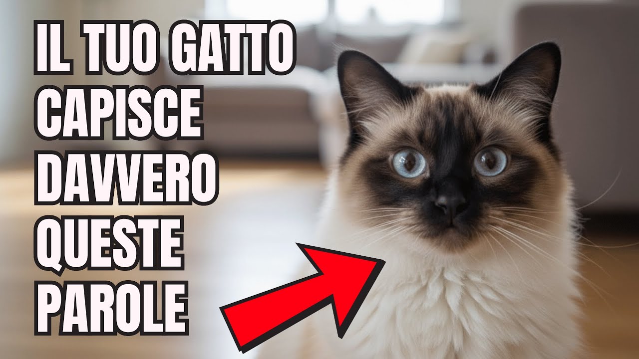 5 Parole che il Tuo Gatto Capisce Davvero