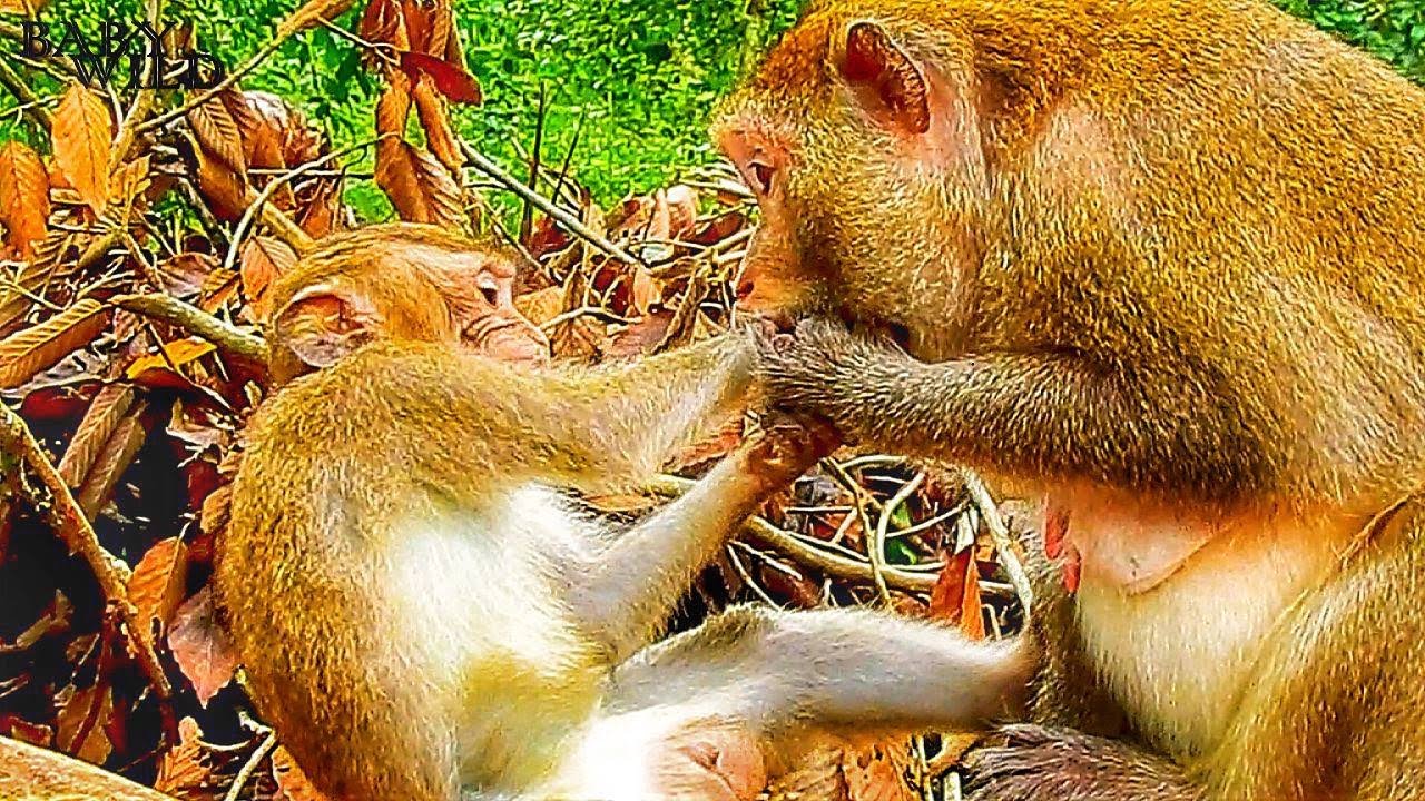 Try to Request Successfully.! S_adness Big Baby Monkey P_ain Heart With Mommy Starting D_eny Milk