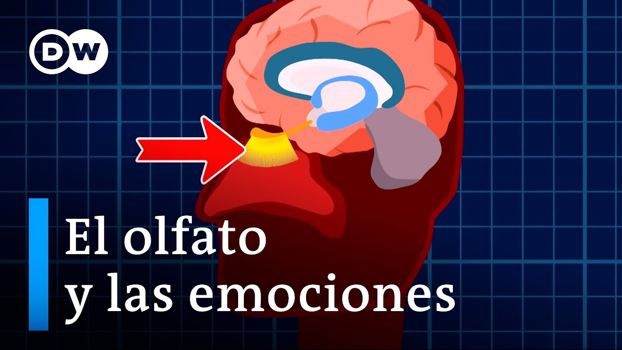 &iquest;C&oacute;mo funciona nuestro sentido del olfato?