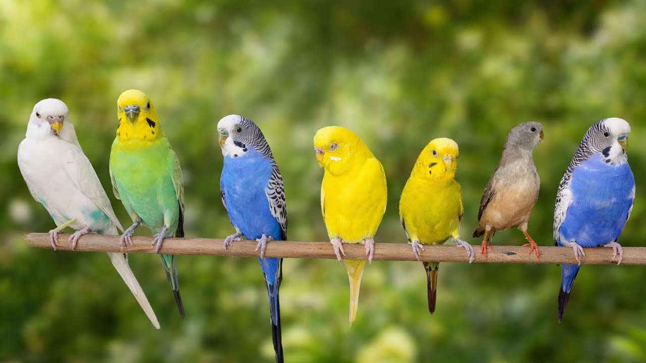 Budgie Sounds | Beautiful Budgie Singing for Relaxation