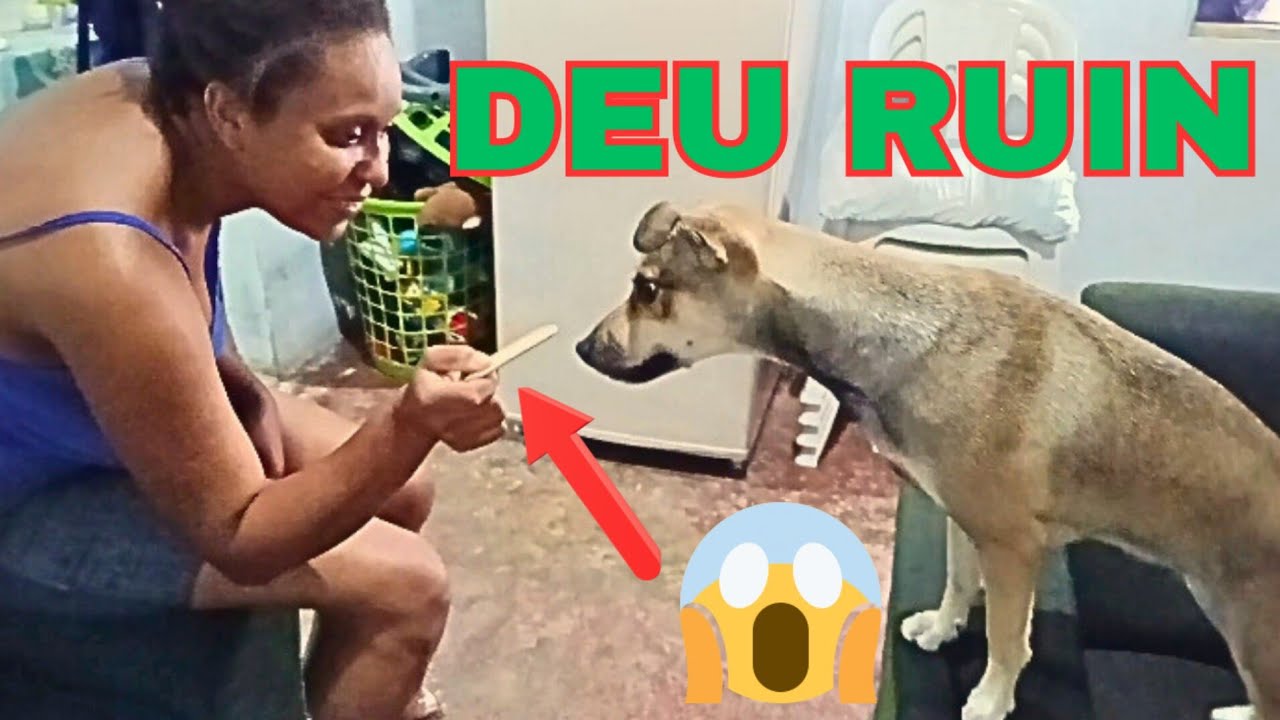 ELA APRONTOU… e ganhou petisco?! 😳🐶🍖