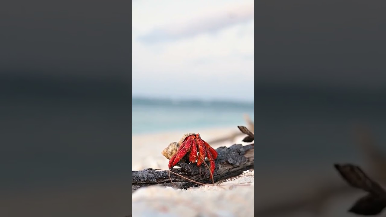 Introducing the strawberry hermit crab (Coenobita perlatus)! 🍓🦀 This bright red or pinkish species