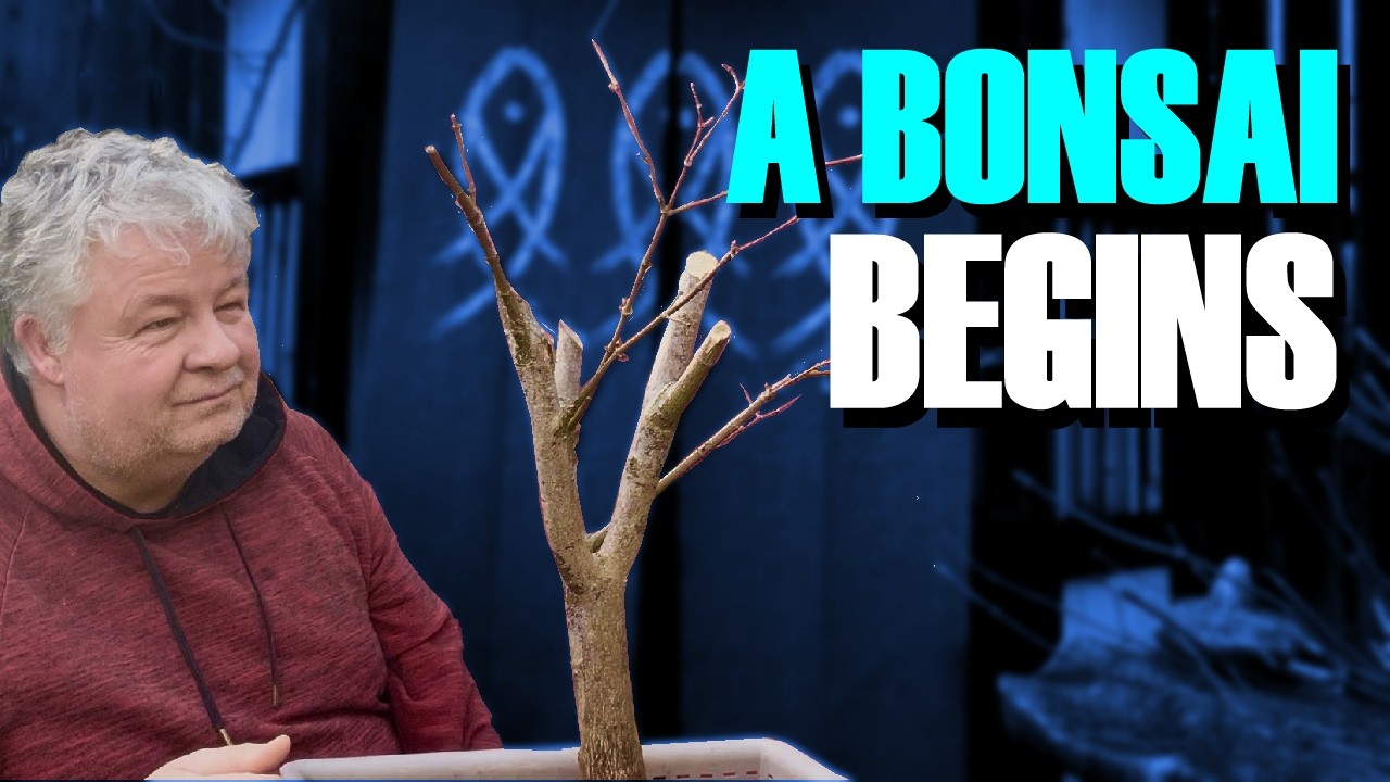 A Bonsai Begins: Shocking Japanese Maple Makeover!!!