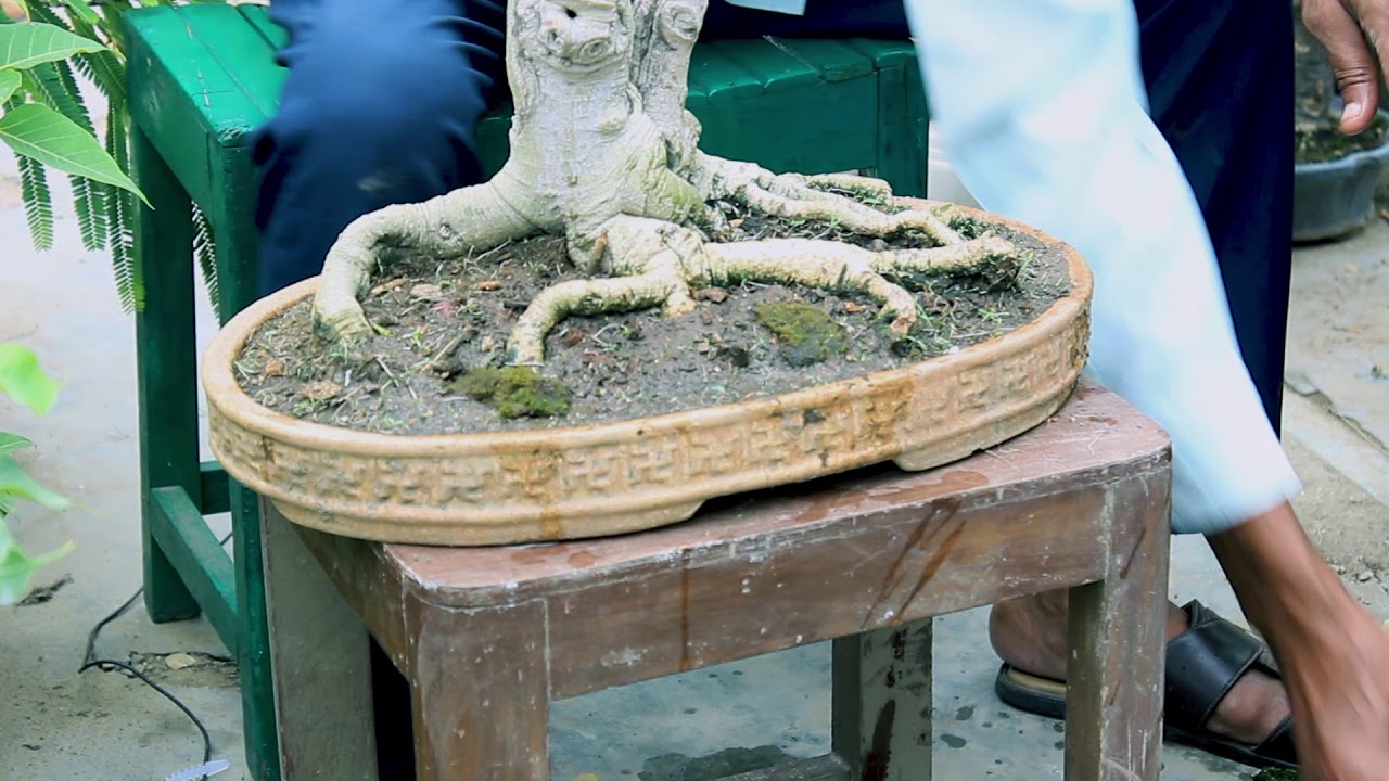 BONSAI - GROWING MOSS