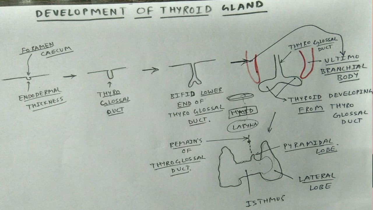 Thyroid Gland Development in One Shot🔥 Easy Chart Explanation | Embryology Made Simple