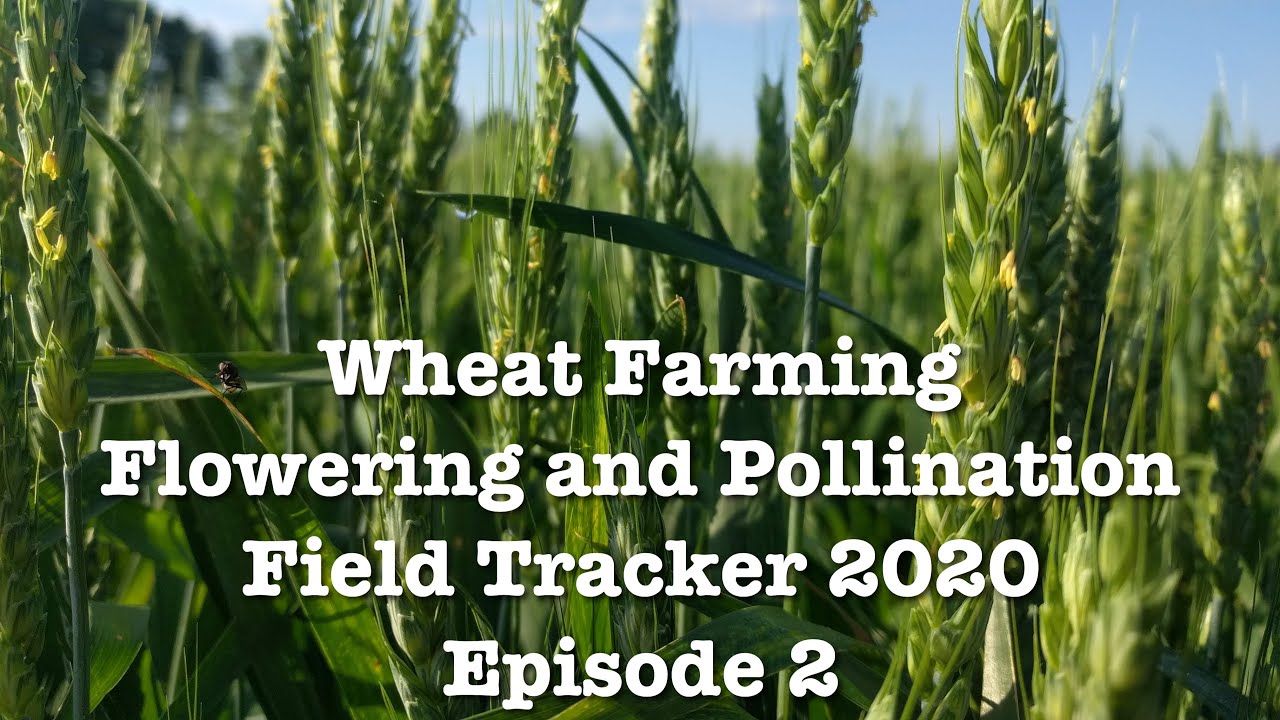 Wheat Farming | Flowering and Pollination | Field Tracker 2020 Episode 2