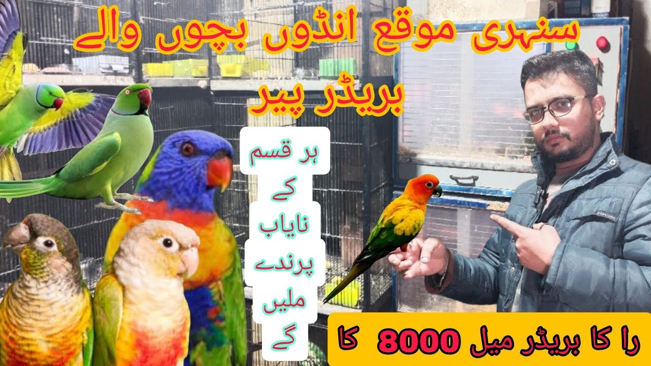 سنہری موقع انڈوں بچوں والے بریڈر جوڑے را کا میل 8000  کا بریڈر #breedingpair @Pakistanlahorepets 🙂