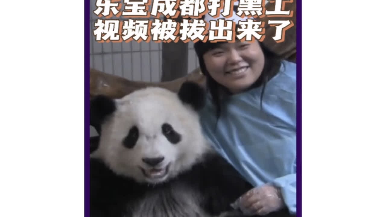 大熊猫乐宝早年成都打黑工的视频，被人扒出来了！害羞的乐宝对待女性客人特别热情！大熊猫乐宝 乐宝打工黑历史