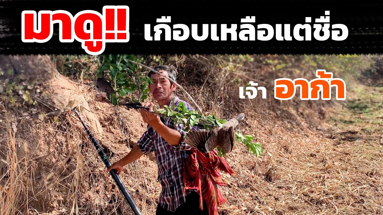 ต่อนกเขาใหญ่ เจ้าอาก้า จัดหนักจัดเต็ม จนเกือบสิ้นชื่อ!!