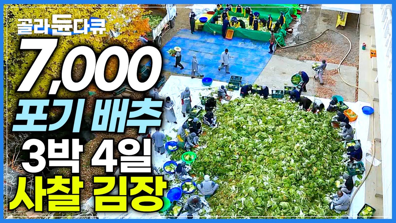 '때가 왔다' 압도적 물량! 10톤 배추 해인사 김장하는 날┃반으로 줄여도 7,000포기? 소금에 절여 3박 4일 초대형 사찰 김장 현장┃한국기행┃#골라듄다큐