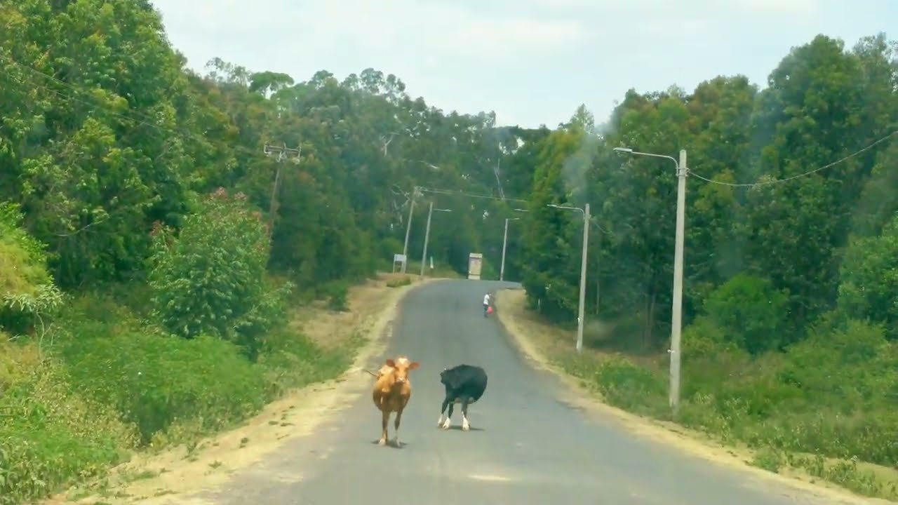 Sagana State Lodge Location | Drive Past