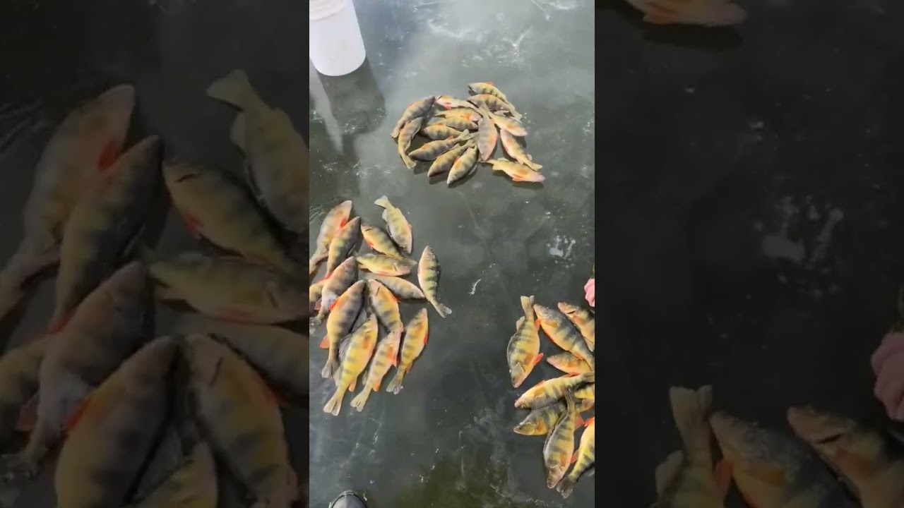 Some slight perch bite #perch #icefishing #fish #reels #fishing