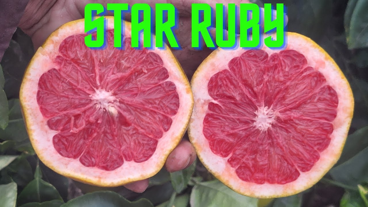 POMELO o Toronja Star Ruby
