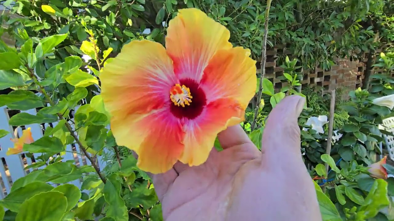Hibiscus planta de todo el año.!!!!!