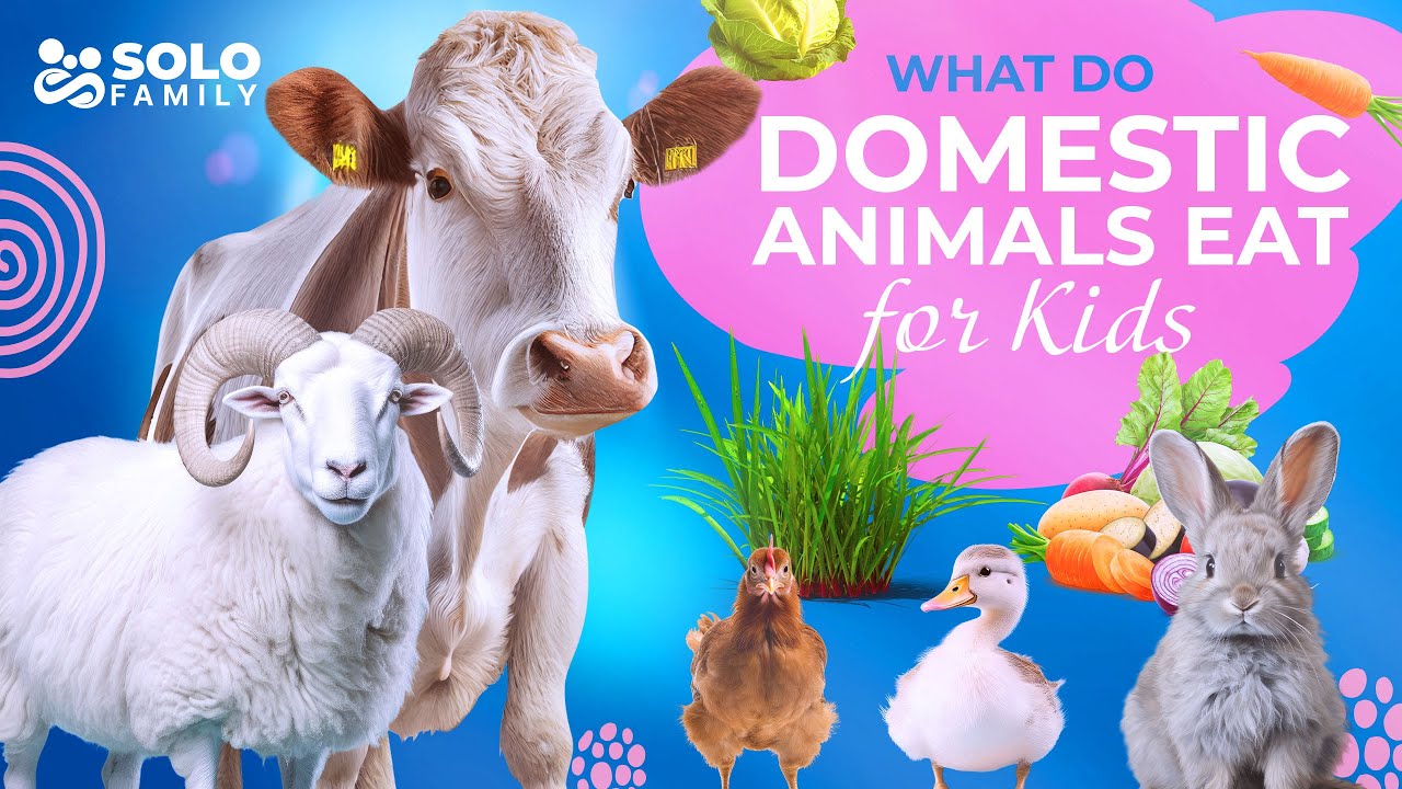 What do domestic animals eat? | What do animals eat? | Domestic Animals and Their Food Kids Video