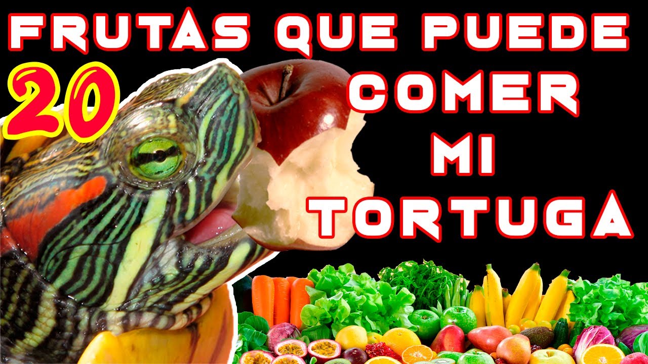 20 FRUTAS QUE PUEDEN COMER LAS TORTUGAS  🐢🍉🍇🍍🍎🥝🥕🍒