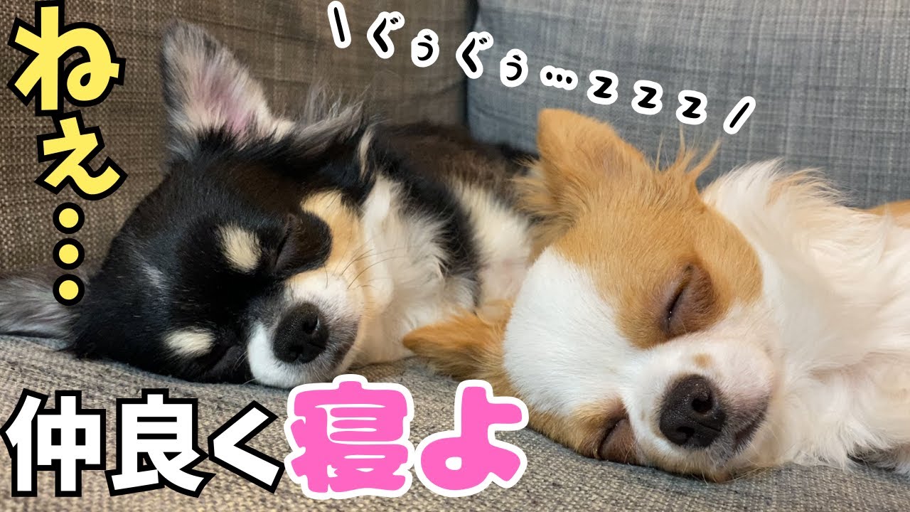【多頭飼い】仲良く寝てくれないチワワ兄弟が奇跡的に一緒に寝てくれて嬉しかった日