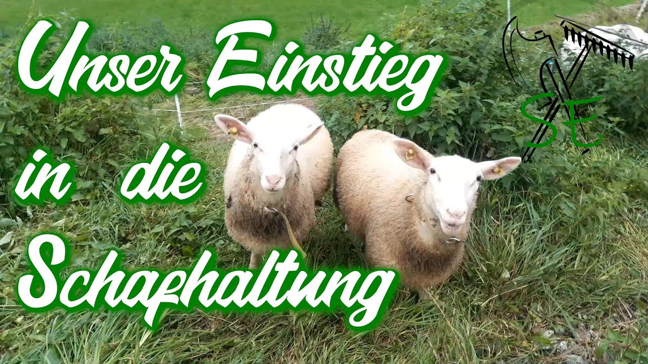 Unser Einstieg in die Schafhaltung