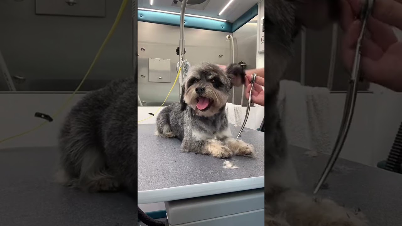 Old Man Puppy Toby Dog Grooming | LIVE