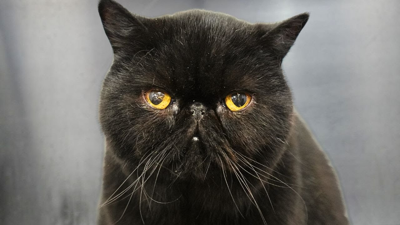 Remember this day, for I shall have my vengeance.