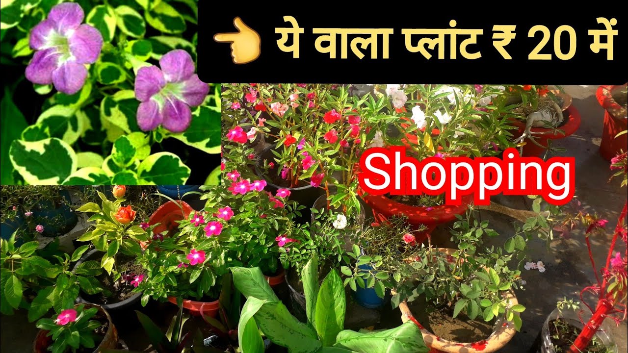 Plants Shopping With Rates From Rajkiya Udyan Parishar (Garden) Government Nursery Lucknow