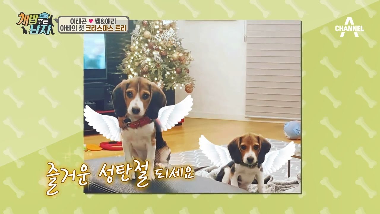 [예능] 개밥주는남자 시즌2 35회_171223 태곤의 특명! 비글 남매의 전쟁을 끝내라