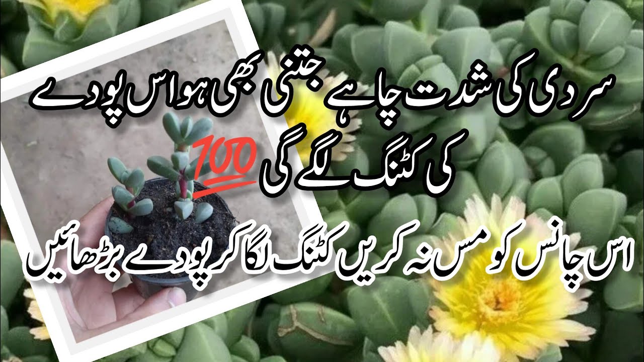 How to grow permanent hardy plant from cuttings .Best plant for hanging baskets.