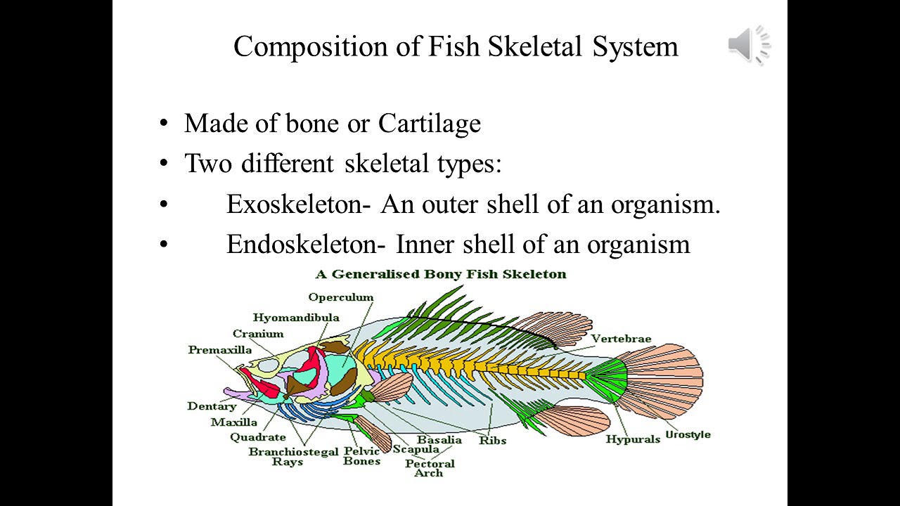 Skull, Backbone and Spines of Fish