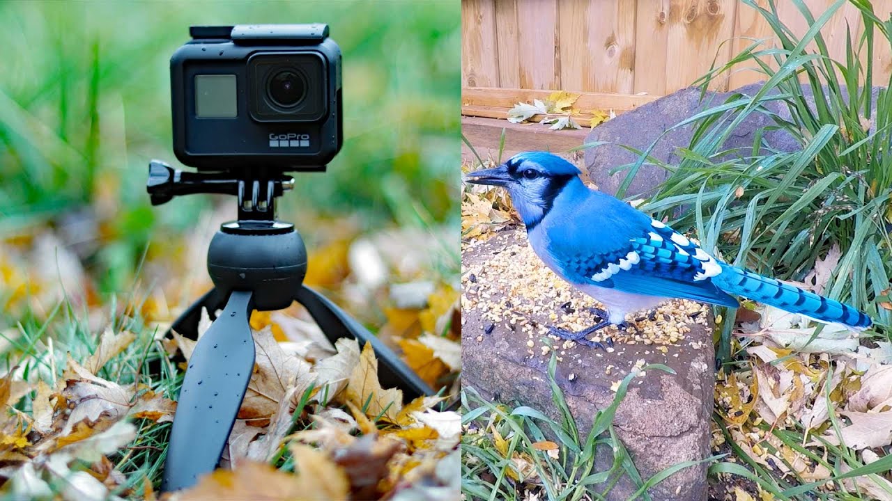 Can GoPro be a good bird watching camera?