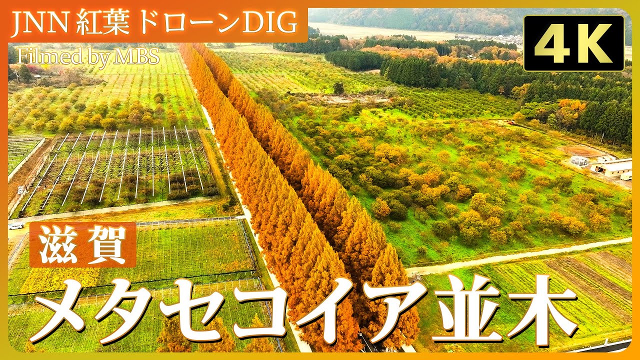 【4K】メタセコイア並木【JNN 紅葉ドローンDIG 2024】｜TBS NEWS DIG