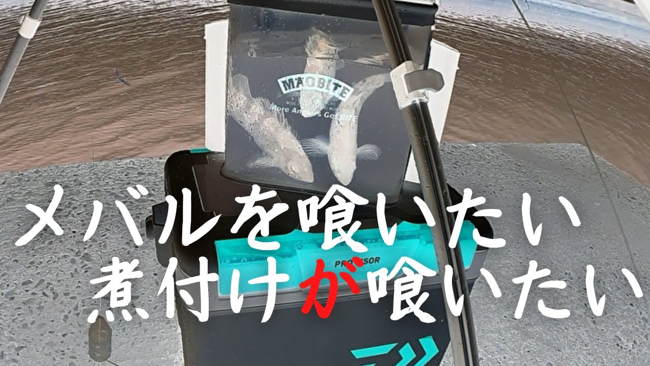 メバル飛ばしサビキ炸裂！　３匹でバケツがいっぱいになる！【仕掛け説明】【周防大島】【山口県】【メバル釣り】