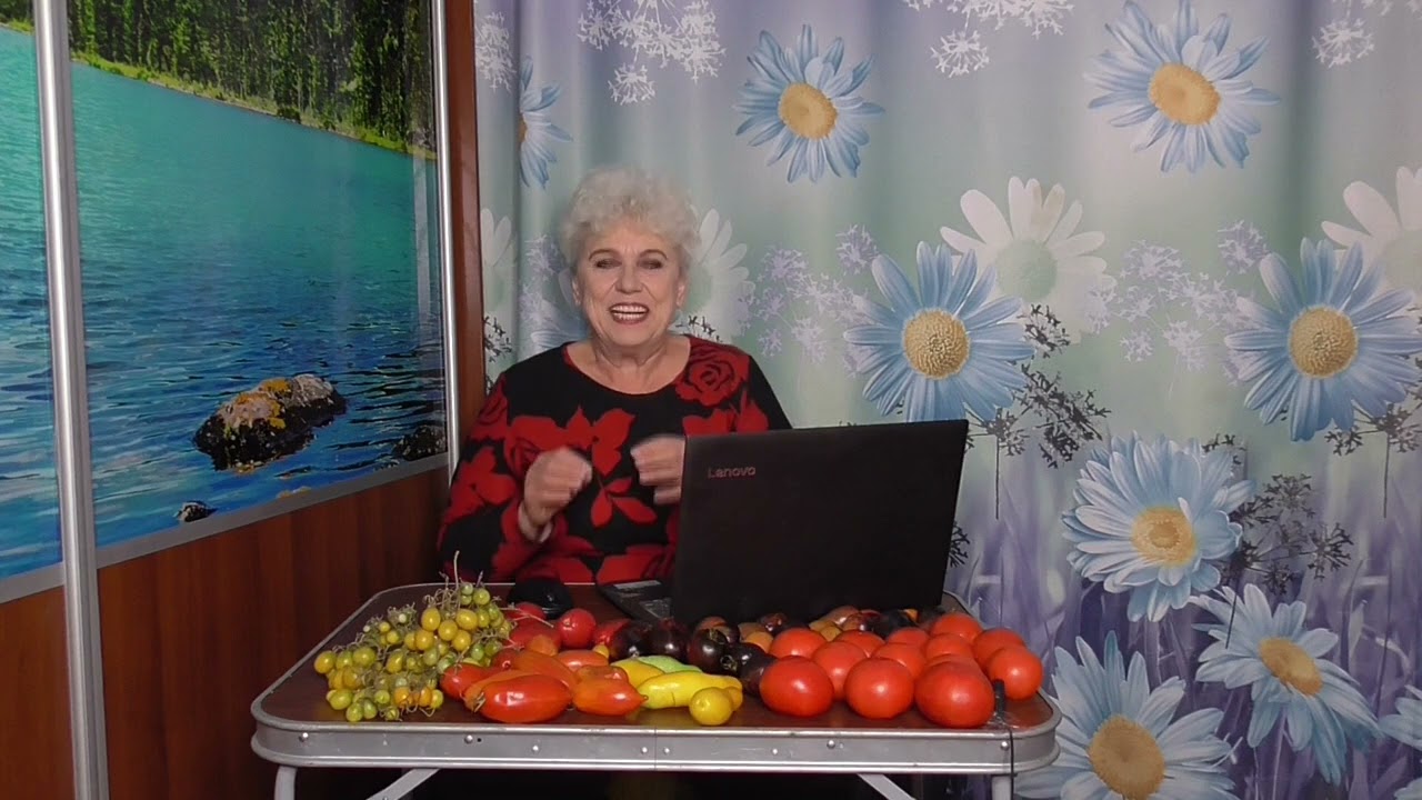 Какие помидоры получаются сладкими и вкусными, даже если их снять с куста зелеными и хранить дома?