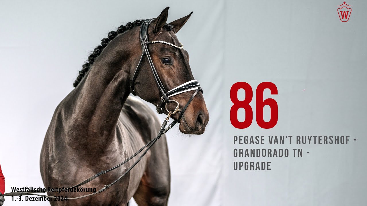 Reitpferdekörung 2024 Katnr.86 Pegase van't Ruytershof - Grandorado TN - Upgrade
