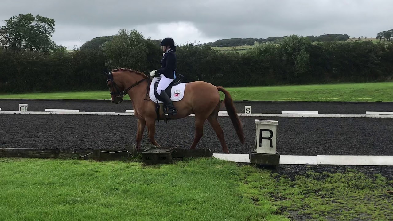 Elementary Freestyle. Winning test on over 72% music by Equidance...!